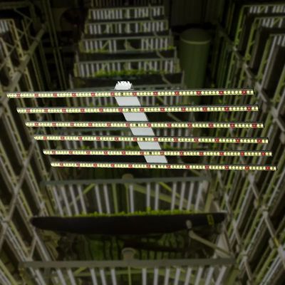 聚焦新賽道 植物工廠與AI系統(tǒng)集成服務的融合與前景